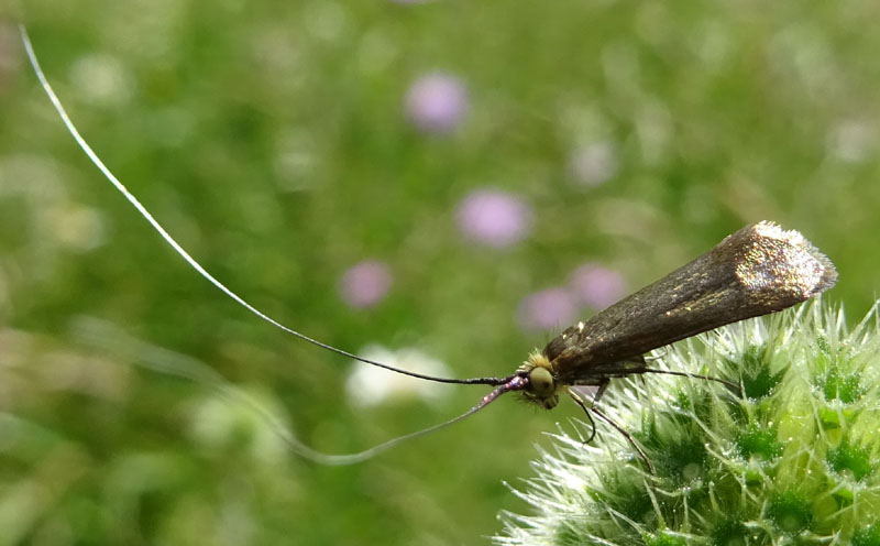 Nemophora metallica - Adelidae